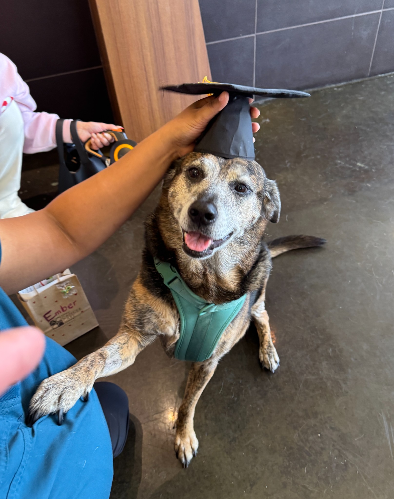 Ember, the sweet Plott Hound mix